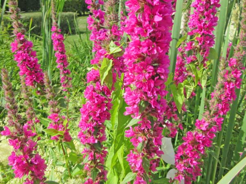 Preview: Blutweiderich